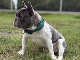French Bulldog – Frenchie – Manteca