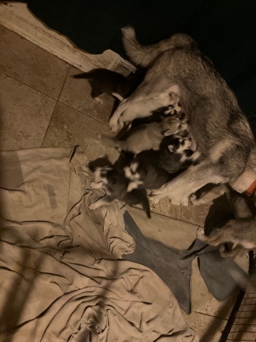 Siberian Husky – husky puppies