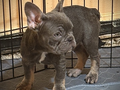 French Bulldog – Billy AKC French Bulldog – Palm Bay
