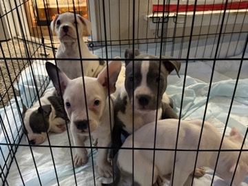 American Pit Bull Terrier – standard & pocket  bullies – Dallas