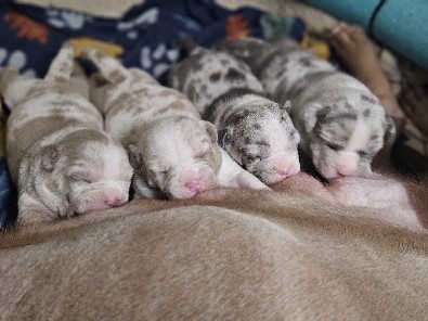 Bull and Terrier – American bully merle pups – Houston