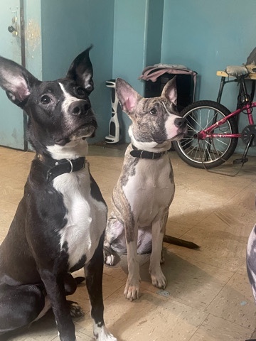 dogs for sell