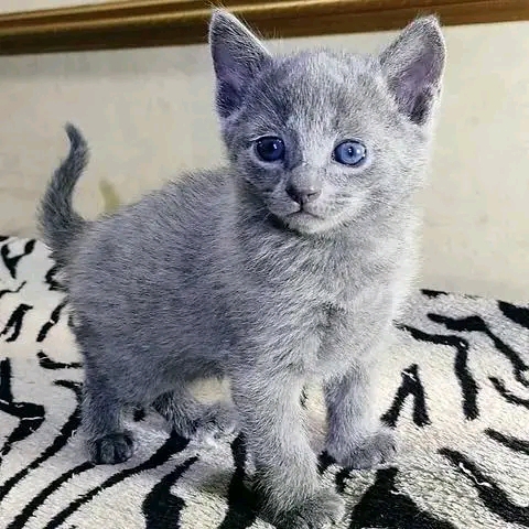 Russian blue kittens ready now 