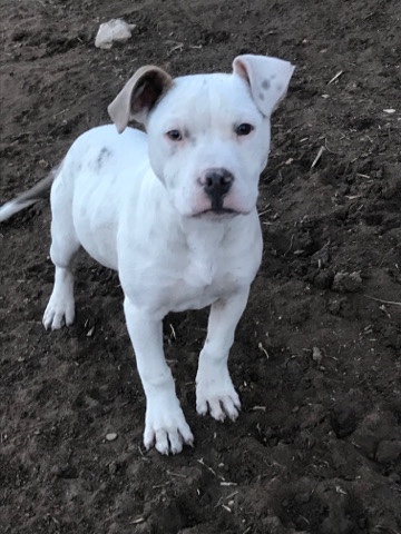 American Pit Bull Terrier – American PitBull terrier