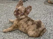 French Bulldog – Fluffy French Bulldog – Buckeye