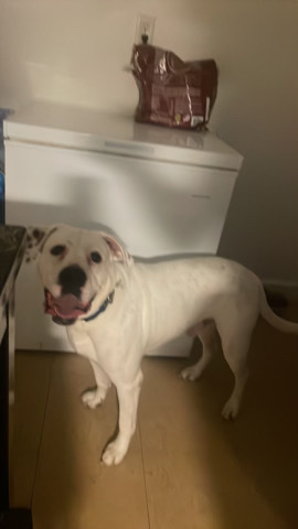 American Pit Bull Terrier – he has no home he need someone