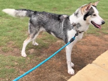 Siberian Husky – Brooklyn (Husky) – Jonesboro