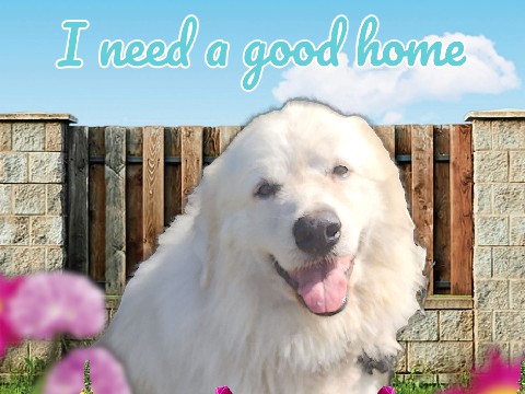 Lovable Great Pyrenees 