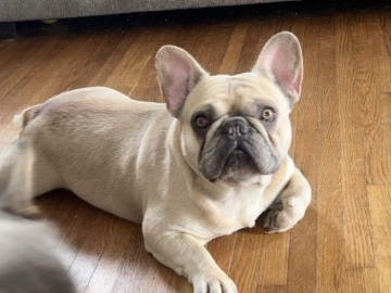 French Bulldog – Looking for a New Homw – Forest Heights