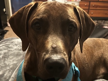 Redbone Coonhound – Fixed Male to a good home