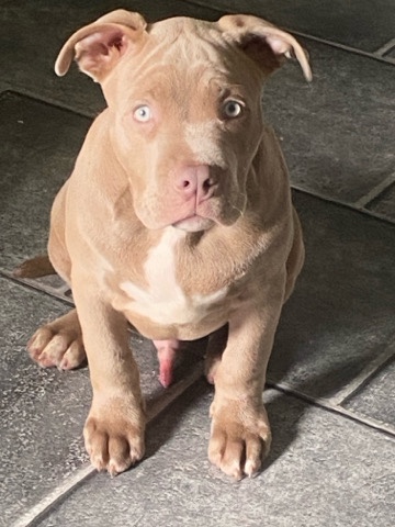 American Pit Bull Terrier – xl bully champagne lilac merl