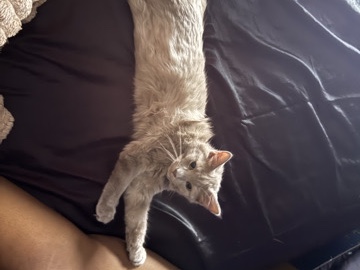 British Shorthair – Playful Kitten for Rehoming – Dayton – Dayton