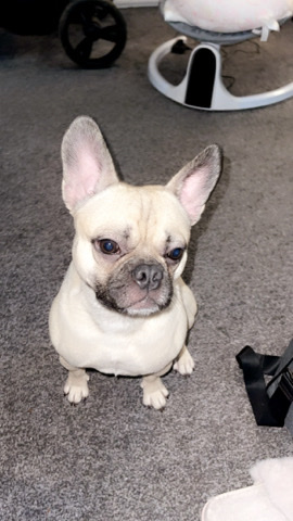 Pug – frenchie x pug