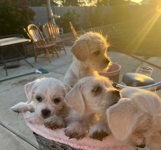Chihuahua – puppies