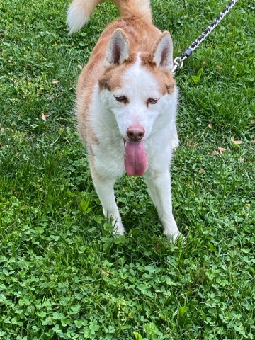 Siberian Husky – Siberian husky