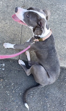 American Pit Bull Terrier – REHOME IM MOVING I need Athena gone asap
