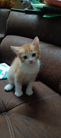 Selling a lovely Cat