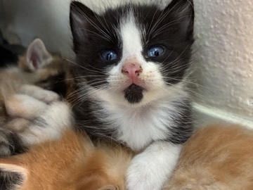 American Shorthair – Rehoming A kitten – La Habra