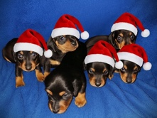 Black and Tan beautiful miniature dachshund 5 girls and 2 boys