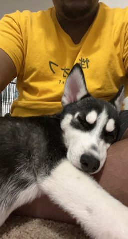 Siberian Husky – Siberian Husky