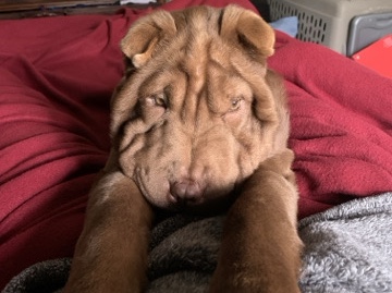 Shar Pei – Coco Beans – San Antonio