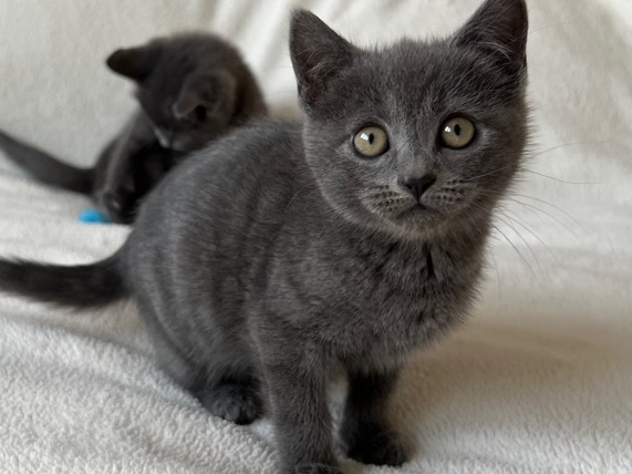 Pure Russian Blue Kittens