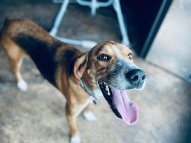 American Foxhound – Tucker