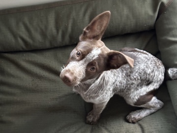 Australian Cattle Dog – Looking for a forever home for sweet Lilah – Longmont