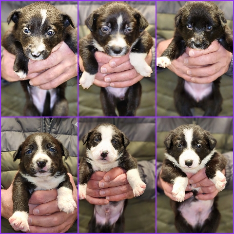 Border Collie pups near Portland, Oregon