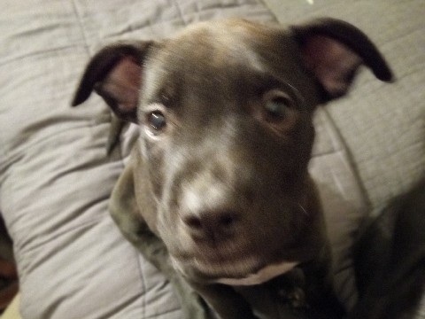 pitt mix – Taunton