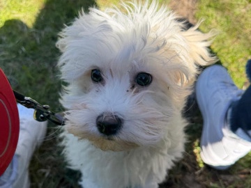 Maltese – Maltese maschio – La Morra