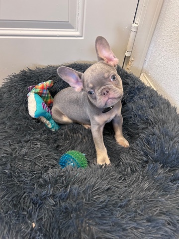 French Bulldog – 4 month old French Bulldog Puppy