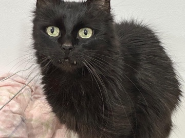 All - Dama necesita nuevo hogar available for adoption in Málaga