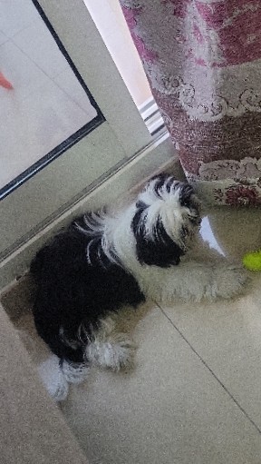 Shih Tzu – Sell My Dog