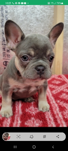 French Bulldog – Akc french bulldog pups available