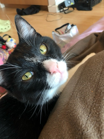 Yokai the confident sweetheart needs a happy forever home