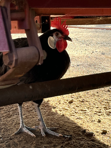Spanish clown face rooster 6 months old gorgeous