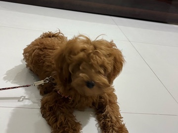 Podenco Canario – pet – Jaipur