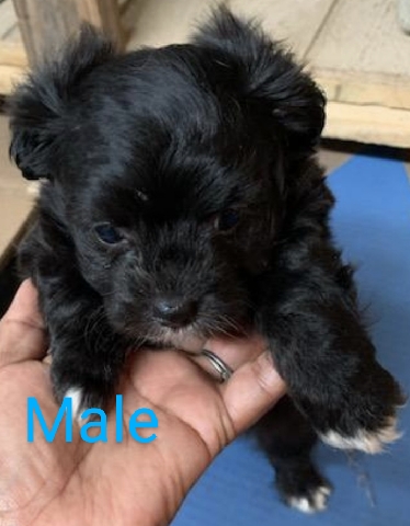 Shih Tzu – Lovely Shih Tzu