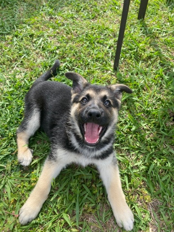 German Shepherd – German Shepherd