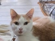 British Shorthair – Gorgeous boy – Ilmington