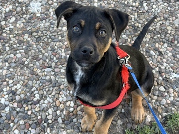 Catahoula Cur – Catahoula mix – South Houston