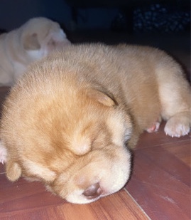Chinese sharpei puppies 