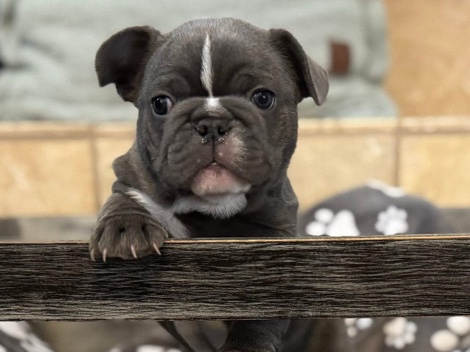 French Bulldog – AKC French Bulldog 1 – Castle Rock