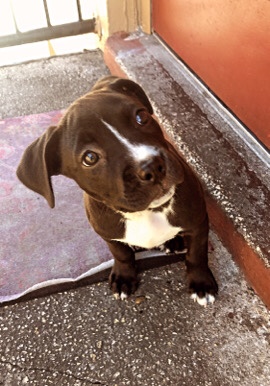 blue nose pitbull