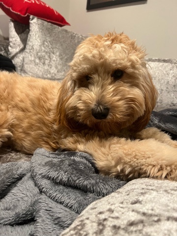 goldendoodle needs a new home
