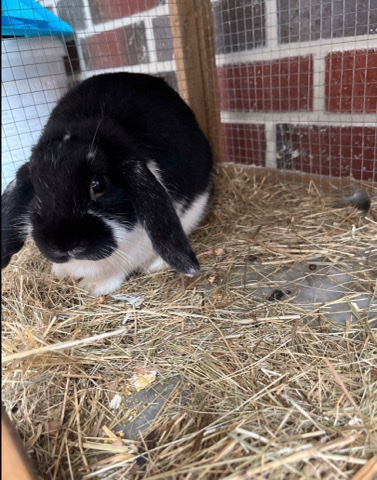Mini Lop – Kaninchen