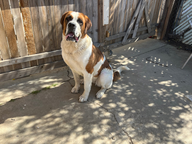 St. Bernard – beautiful St. Bernard