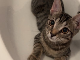 zwei bezaubernde kitten – Wiesbaden