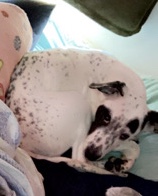 American Pit Bull Terrier β playful needs a new home π€
